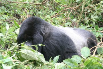 gorillas and chimpanzee tracking