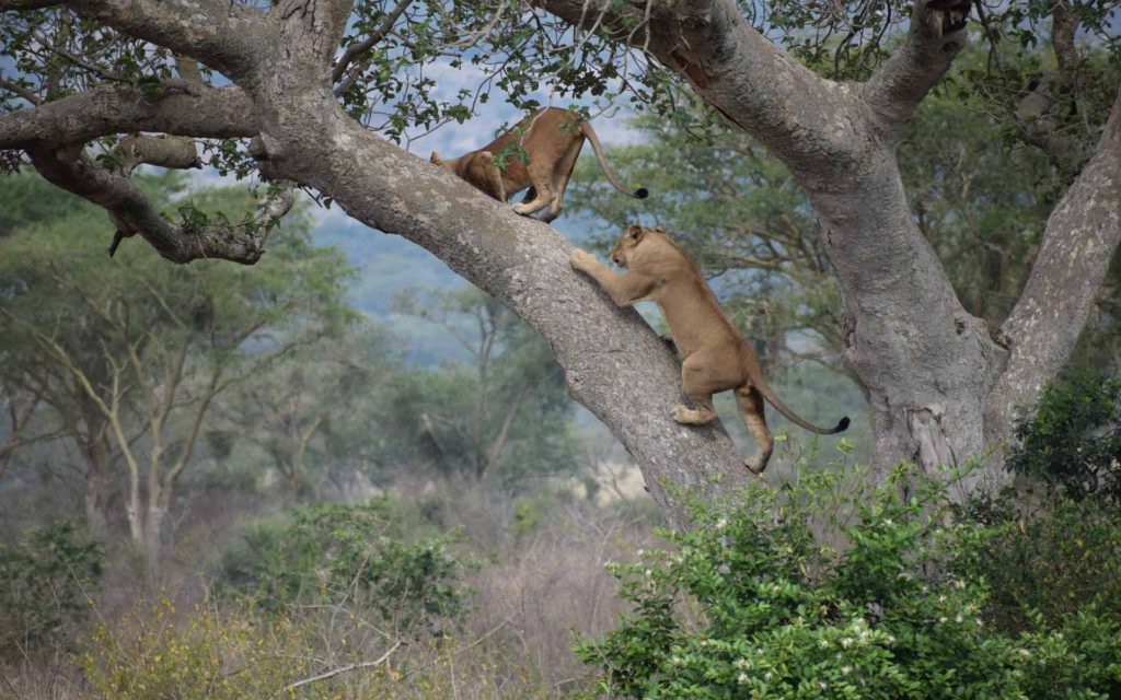 ishasha tree climbing lions