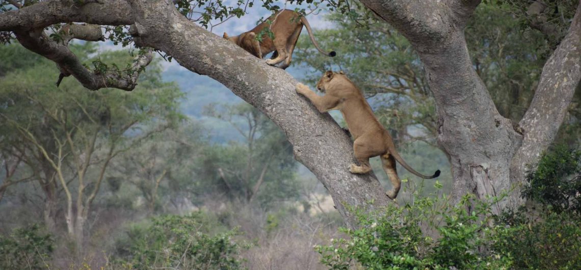 ishasha tree climbing lions