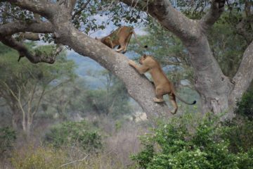 ishasha tree climbing lions