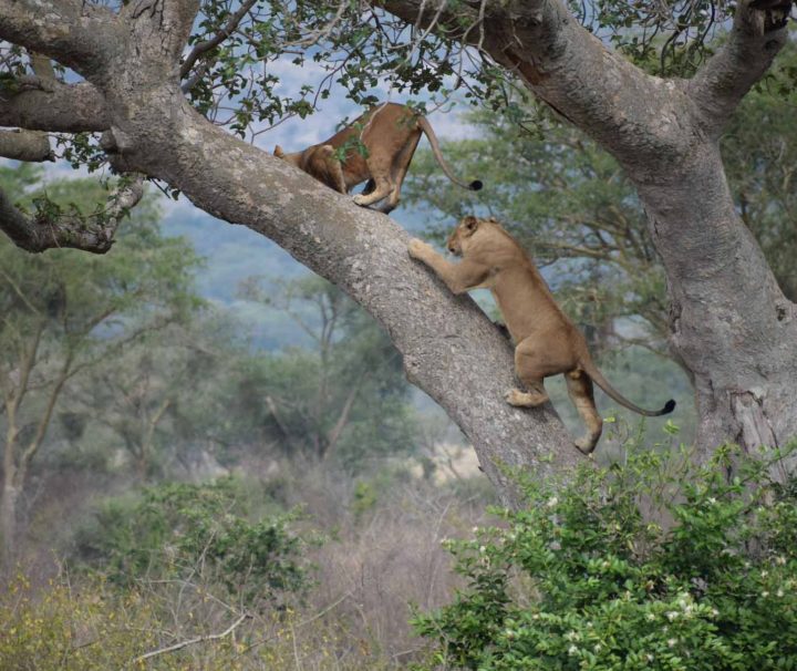 ishasha tree climbing lions