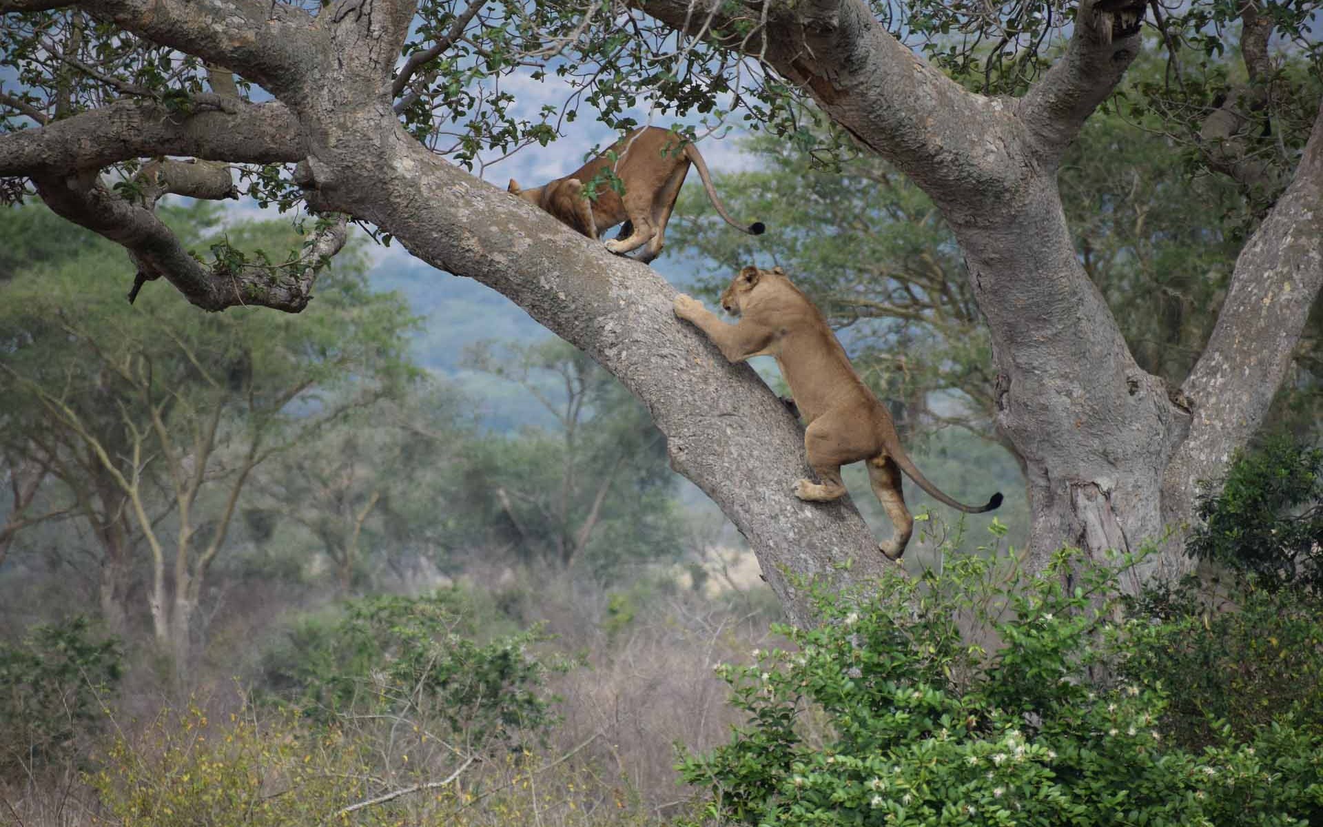 Ishasha Tree Climbing Lions