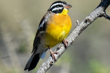 birds of uganda