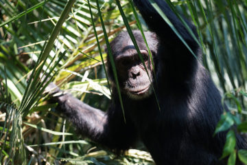 chimpanzee trekking
