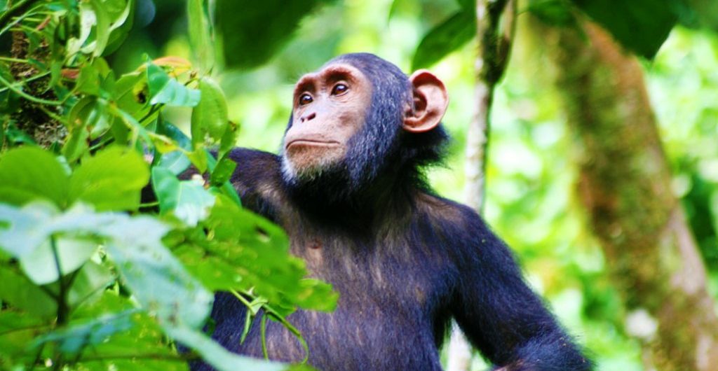 chimpanzee trekking