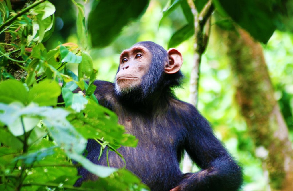 chimpanzee trekking