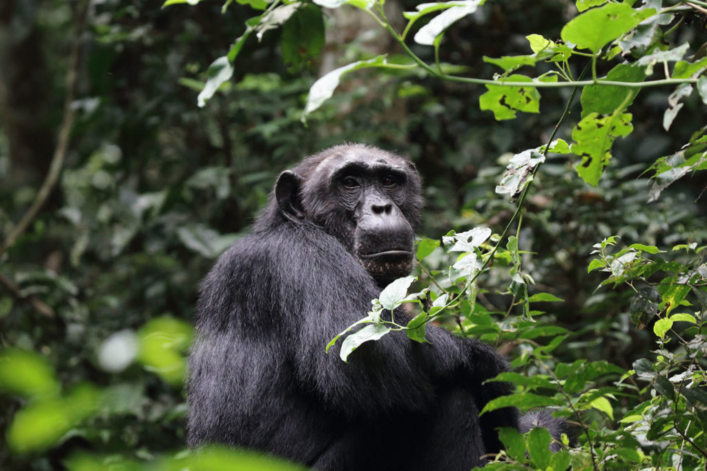 safari in uganda