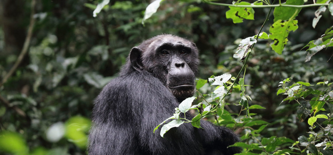 safari in uganda