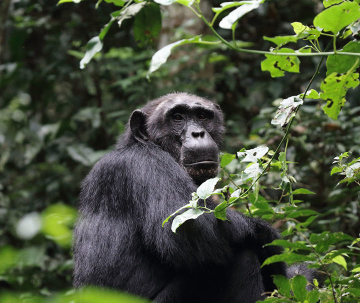 safari in uganda