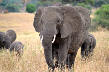 Rwanda Wildlife Tours