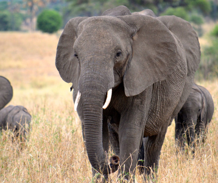 Rwanda Wildlife Tours