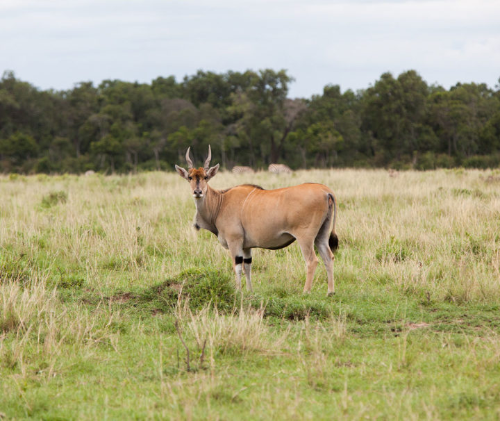 lake mburo national park