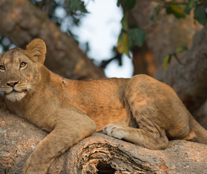 queen elizabeth national park