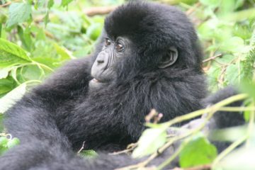 Uganda tours and safaris