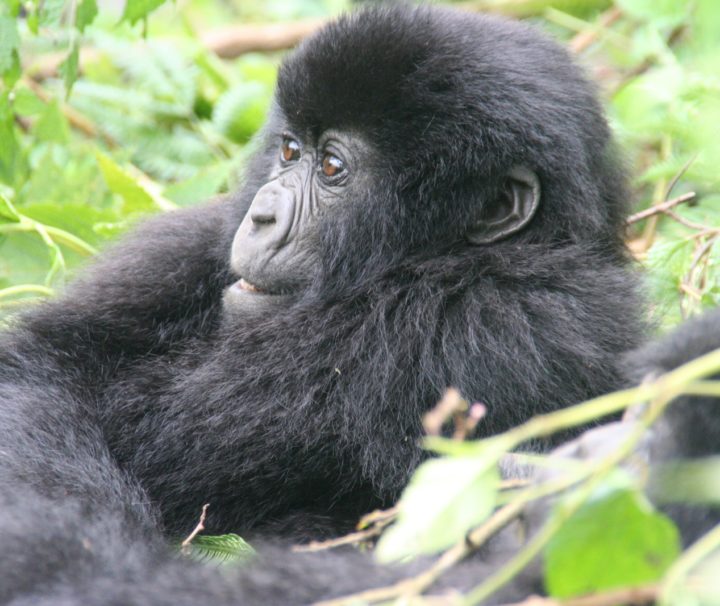 Uganda tours and safaris