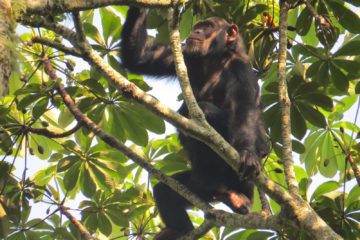 chimpanzee tracking safari