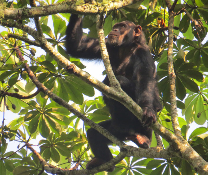 chimpanzee tracking safari