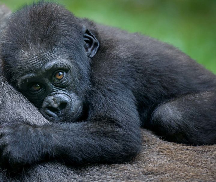 6 days mgahinga gorilla national park
