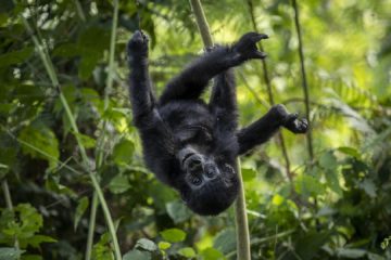 20 days gorilla trekking and wildlife safari