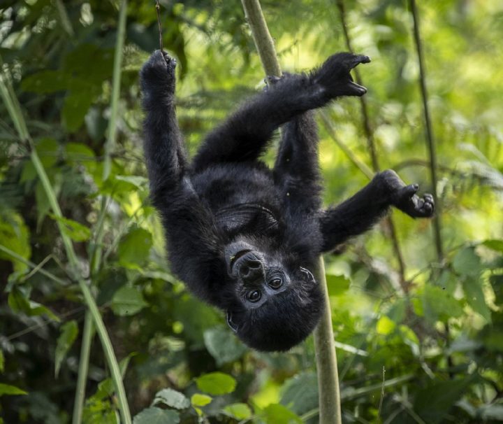 20 days gorilla trekking and wildlife safari