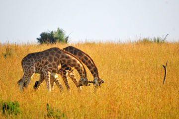 Uganda wildlife safari