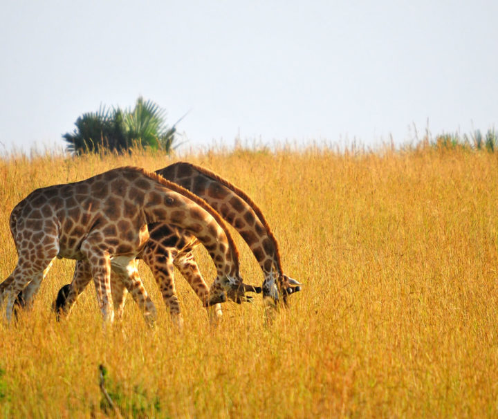 Uganda wildlife safari