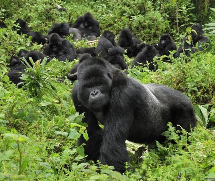 7 days Culture and Gorillas Trekking