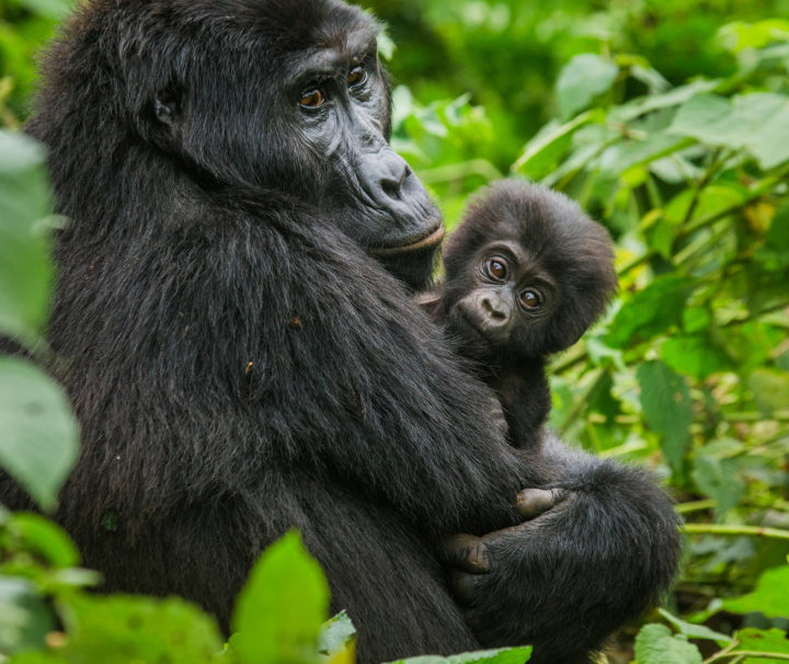3 Days Gorilla Tracking Safari Uganda
