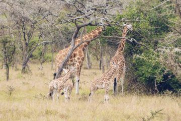 2 days murchison falls safari