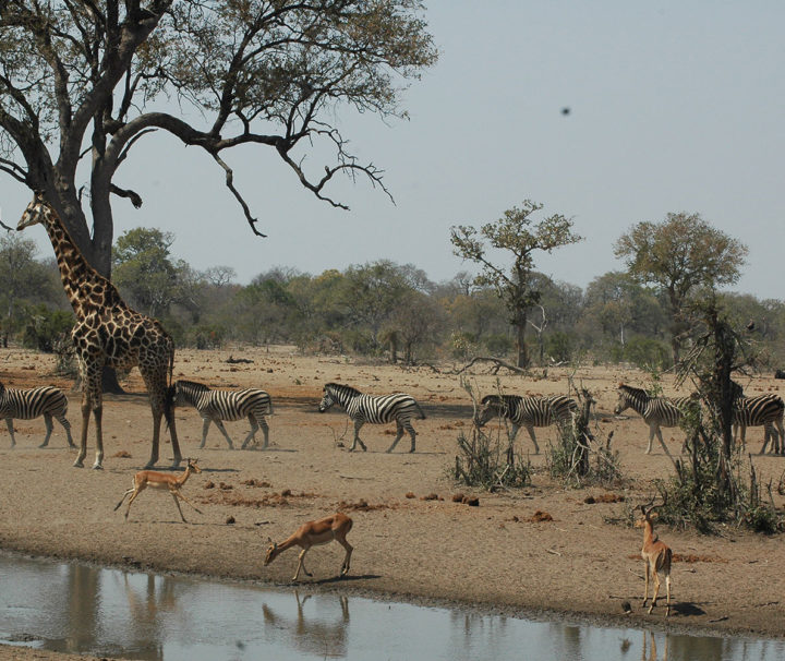 best of uganda safari