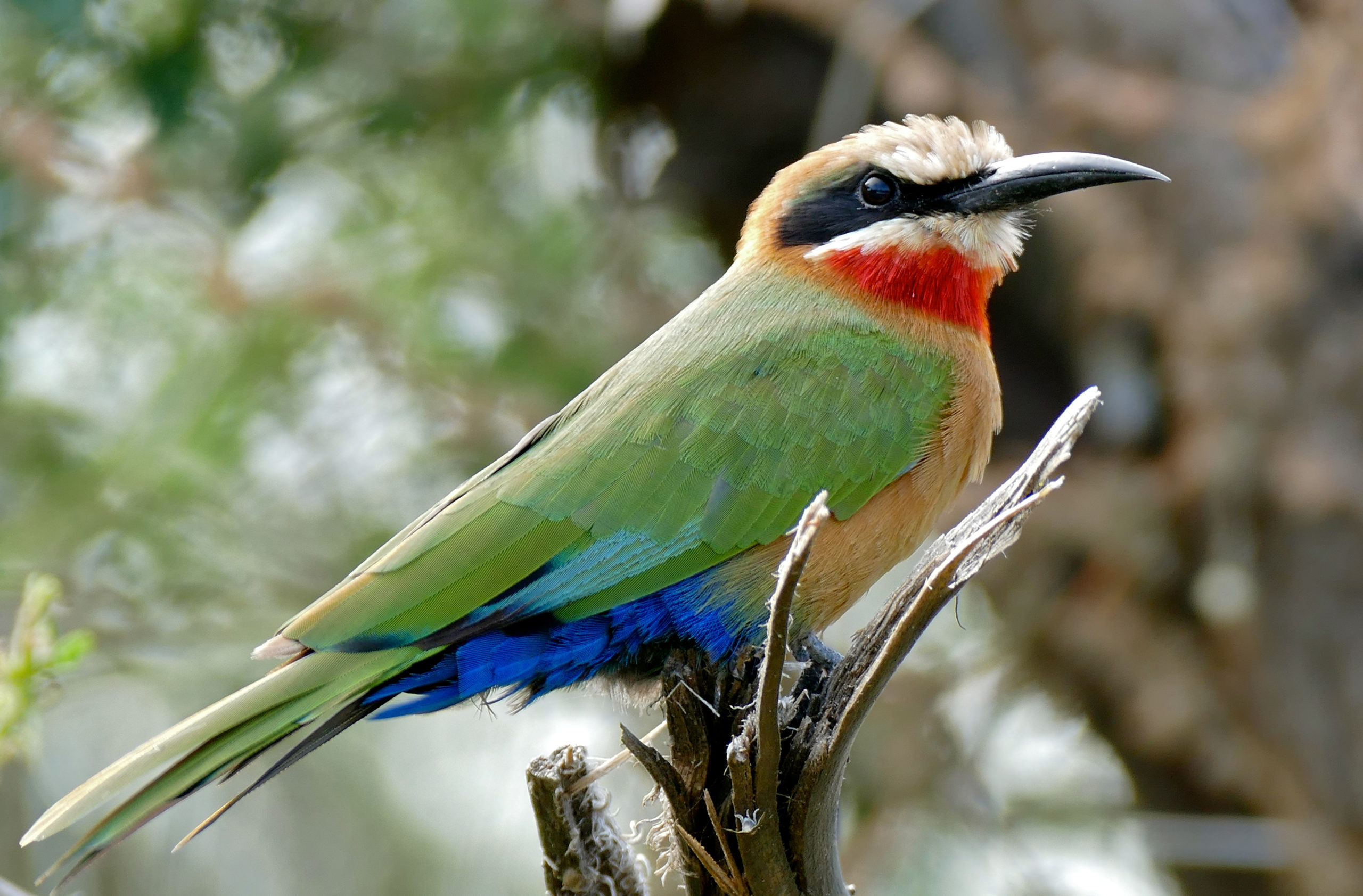 Bird Watching Uganda