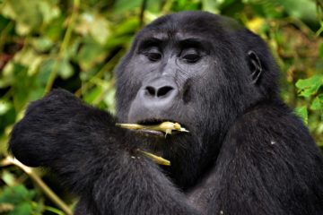 luxury gorilla trekking