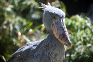 Birds of Uganda