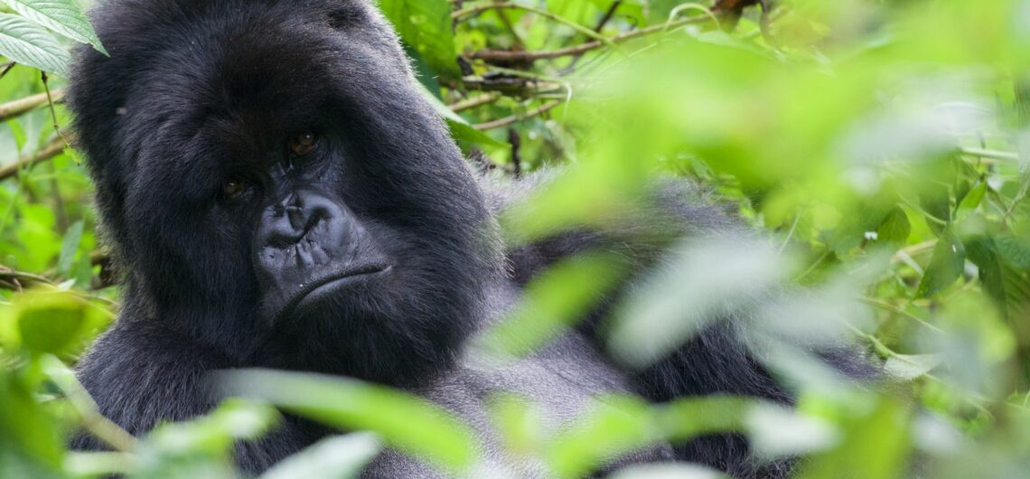 5 days gorillas of Uganda