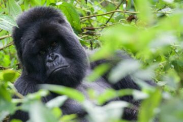 5 days gorillas of Uganda