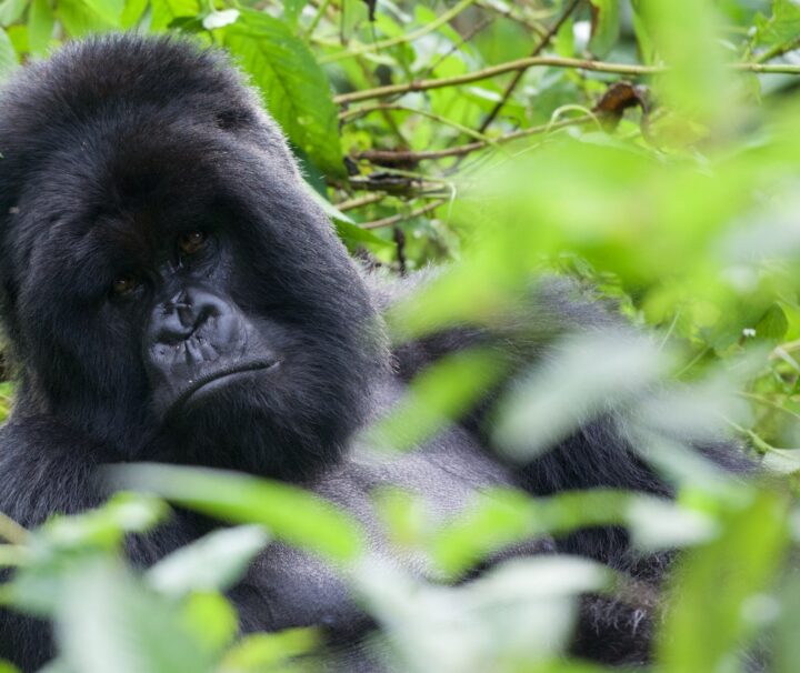 5 days gorillas of Uganda