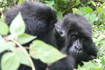 4 day rwanda gorilla trekking safari