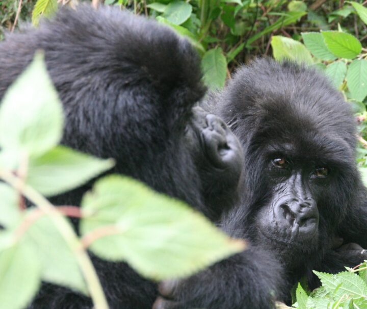 4 day rwanda gorilla trekking safari
