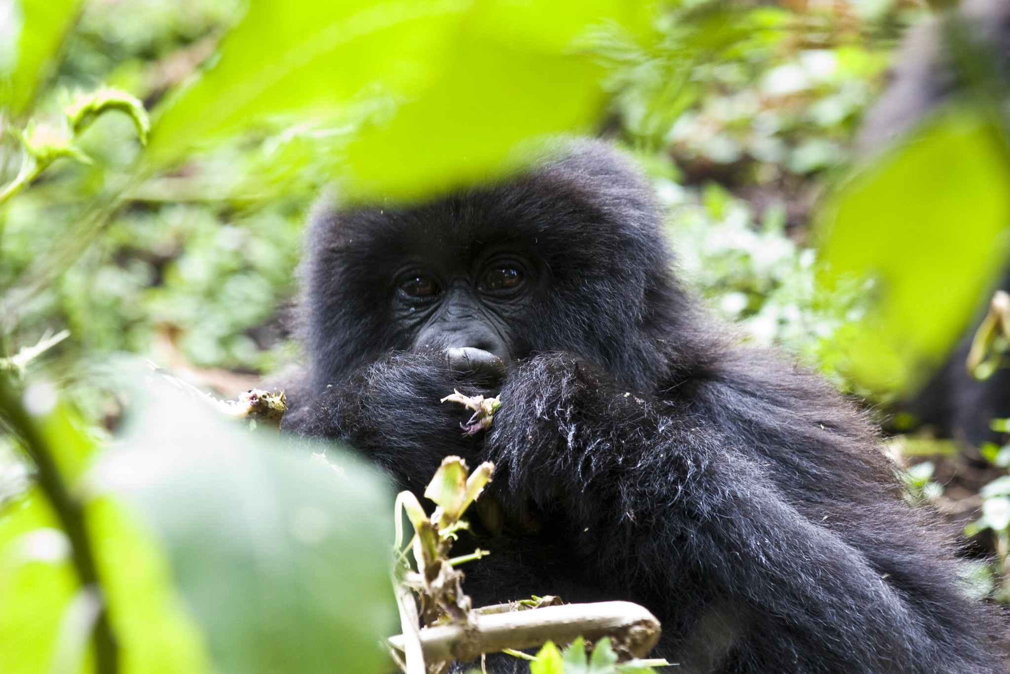 Is Uganda or Rwanda better for Gorilla Trekking?