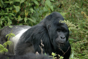 uganda offer great safari experience