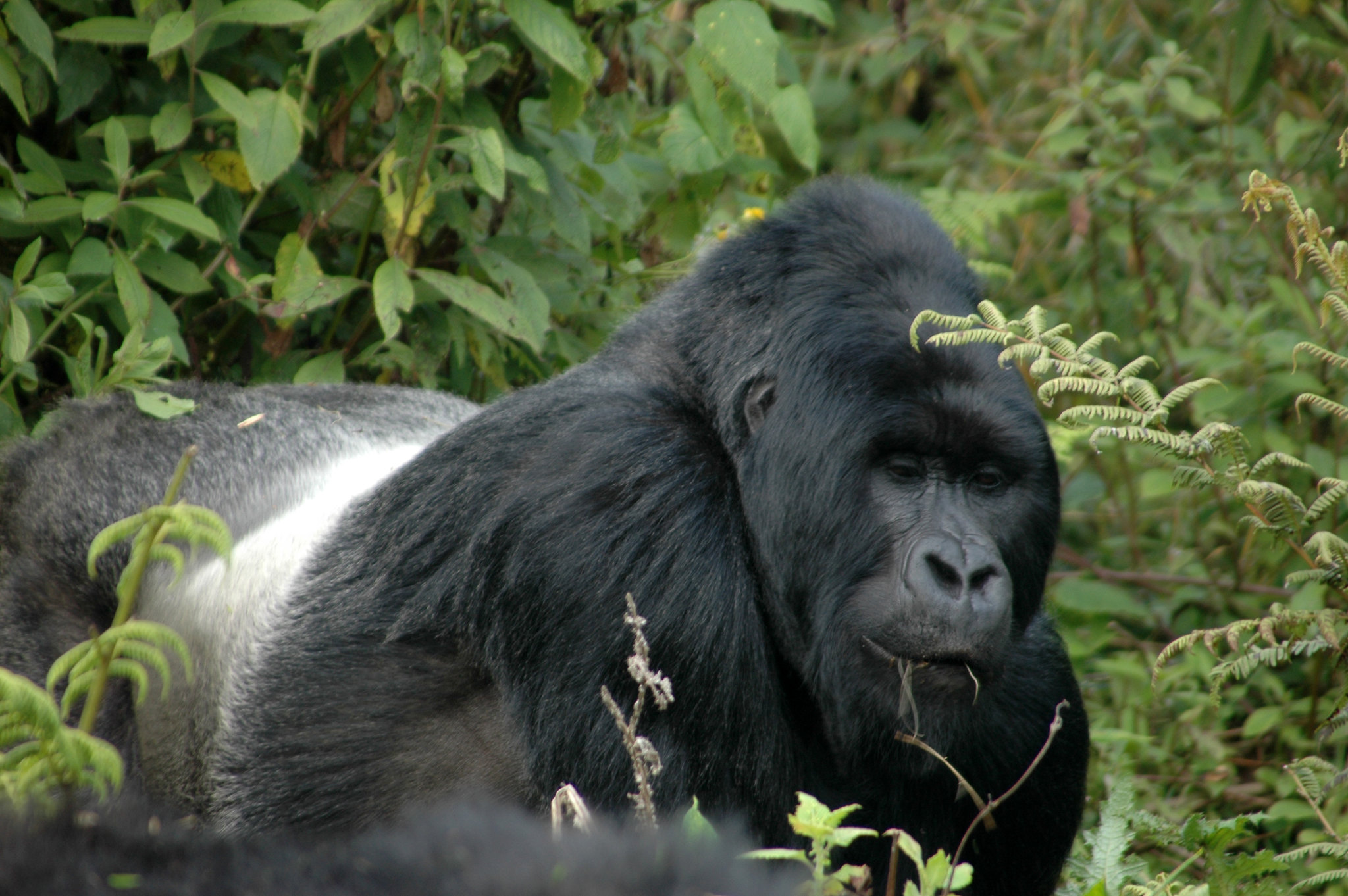 Does Uganda Offer Great Safari Experience?