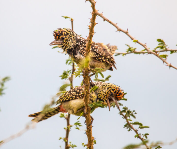 Pian Upe Wildlife Reserve