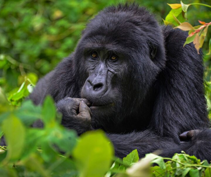 7 days gorilla habituation in uganda