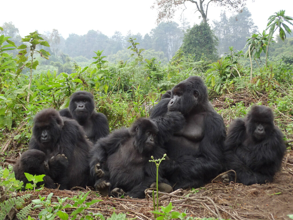 Rwanda gorilla trekking journeys