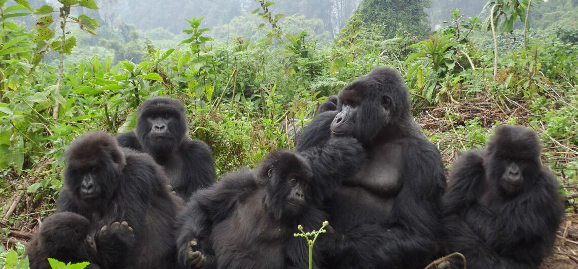 Rwanda gorilla trekking journeys