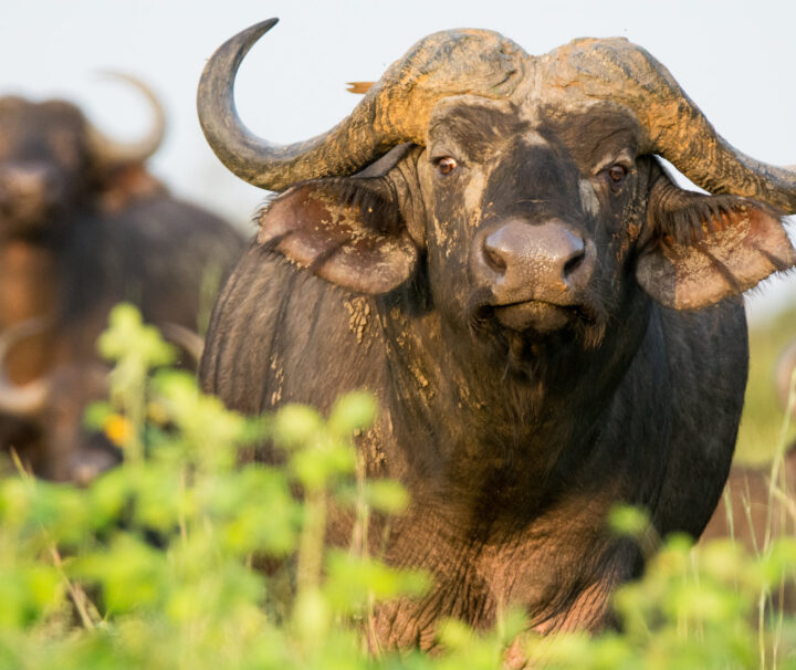 Serengeti National Park