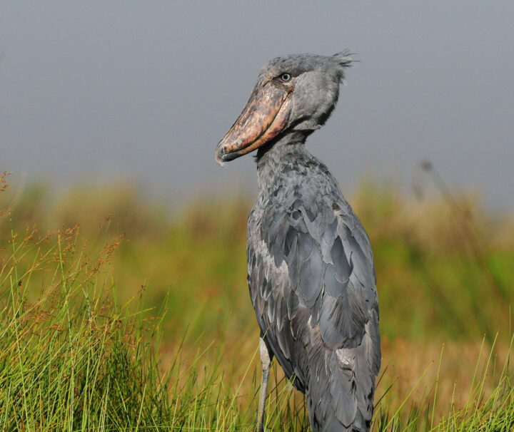 Birds of Uganda