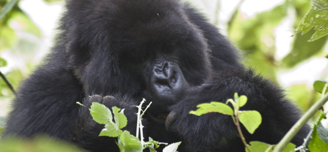 Gorilla Trekking in Uganda