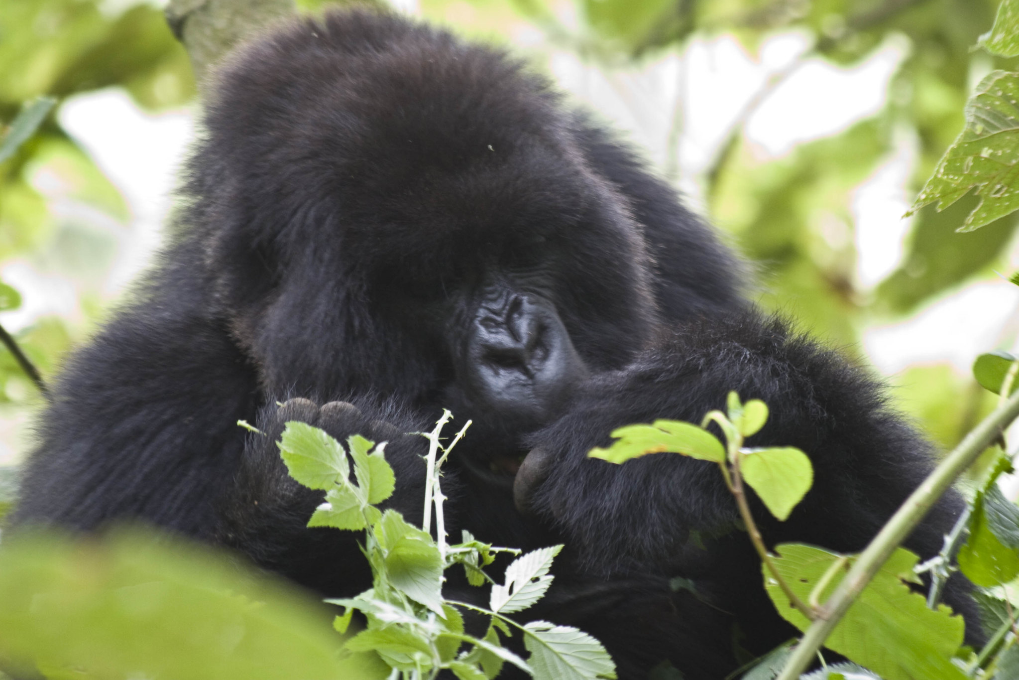 Gorilla Trekking in Uganda: A Transformative Wildlife Adventure