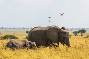 Uganda Safari Tours